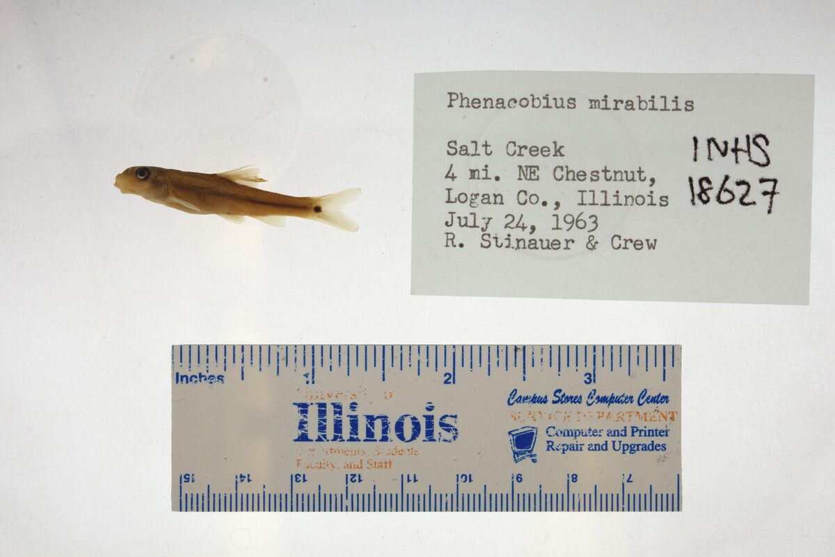 Phenacobius mirabilis image