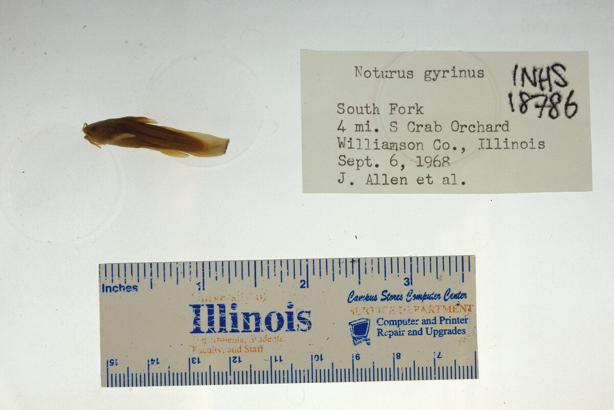 Noturus gyrinus image