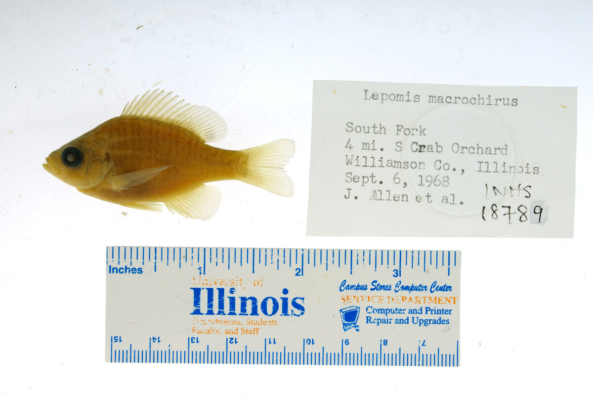 Lepomis macrochirus image