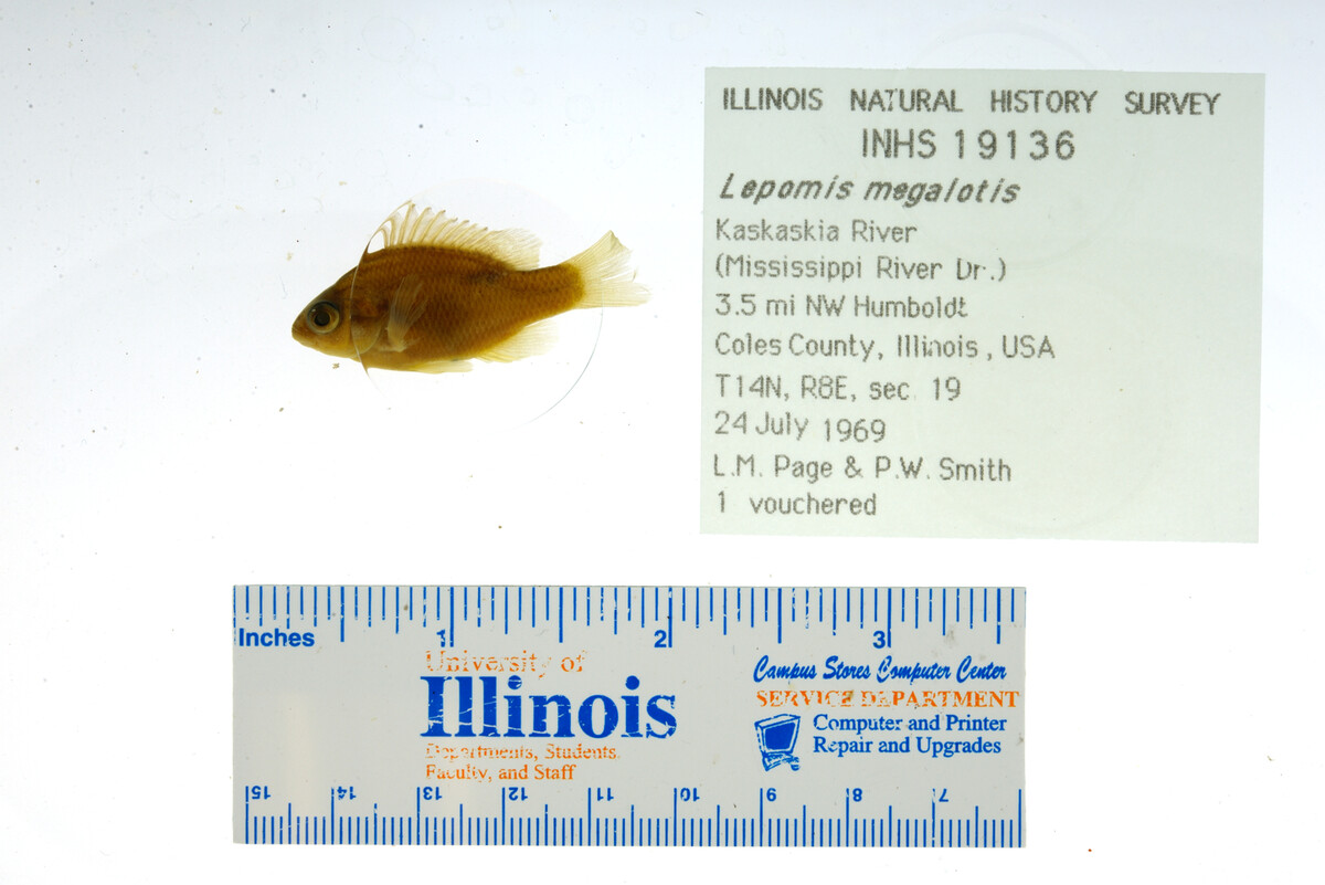 Lepomis megalotis image