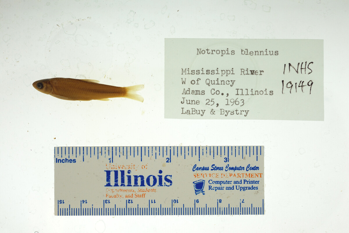 Notropis blennius image