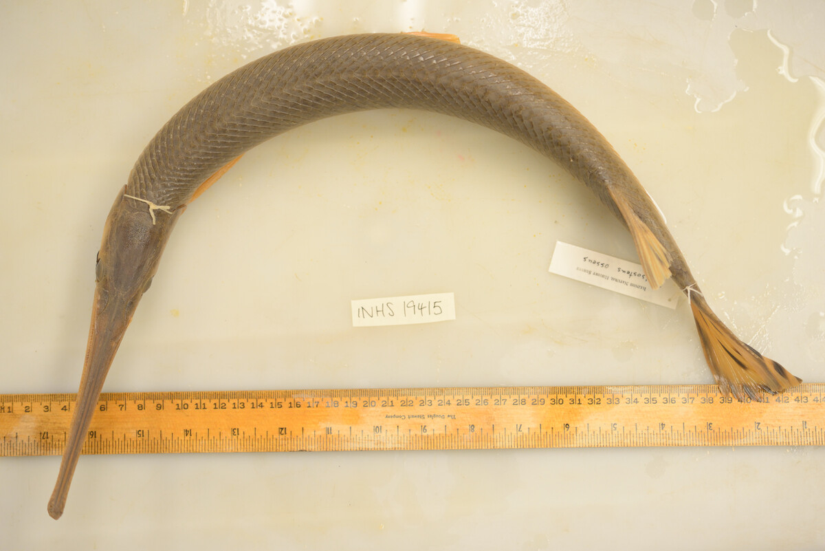 Lepisosteus image