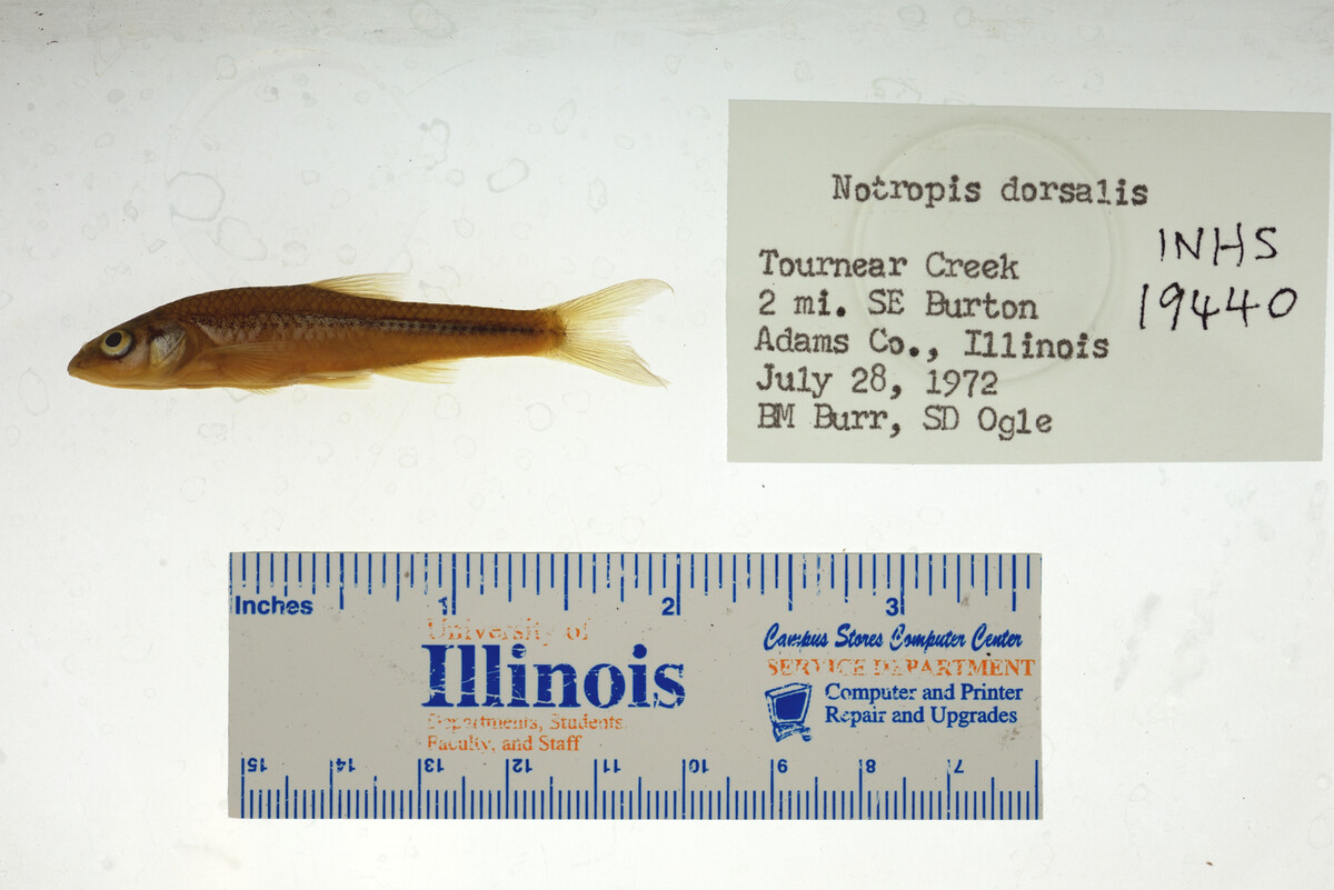 Hybopsis dorsalis image