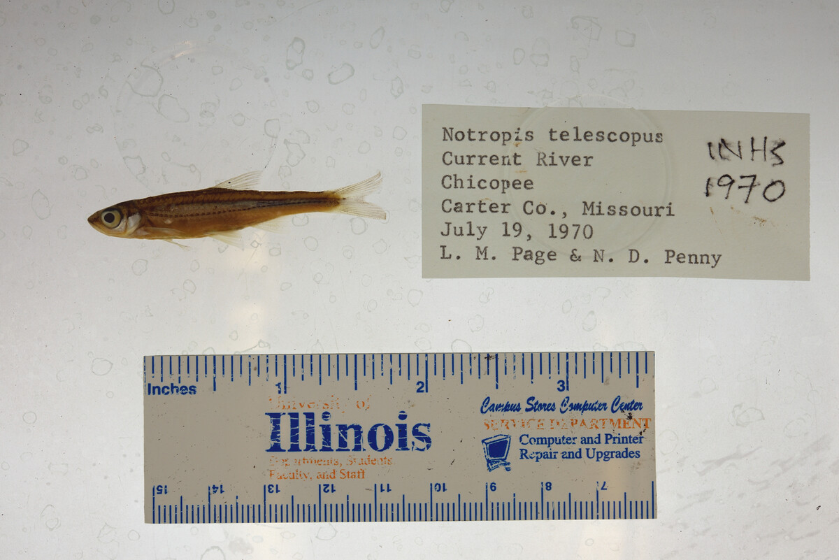 Catostomus commersonii image