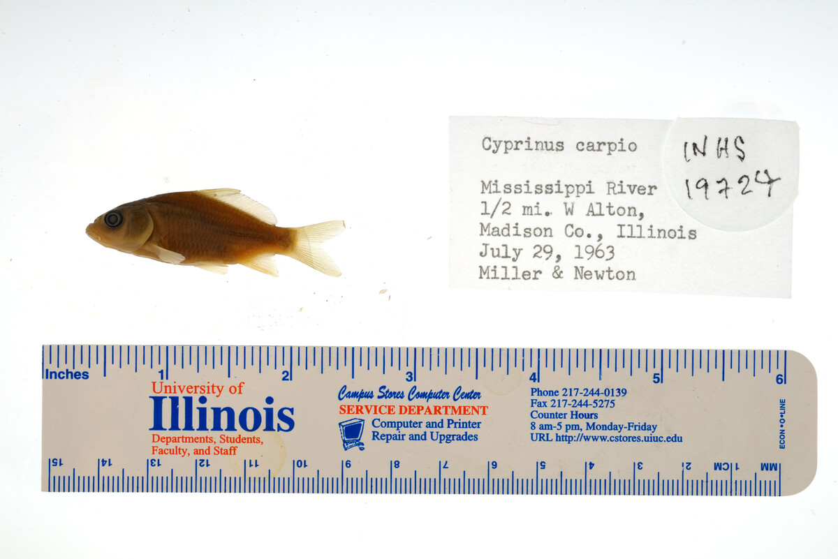 Cyprinus carpio image