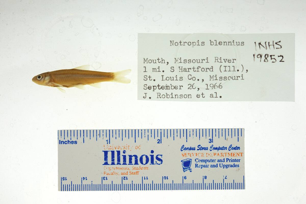 Notropis blennius image