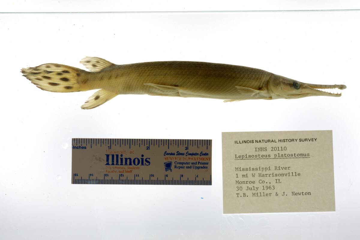 Lepisosteus platostomus image