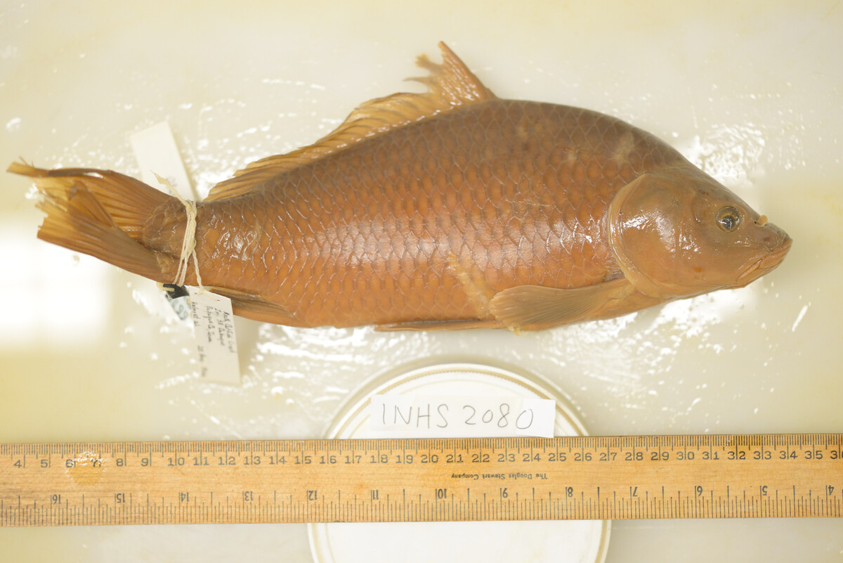 Cyprinus carpio image