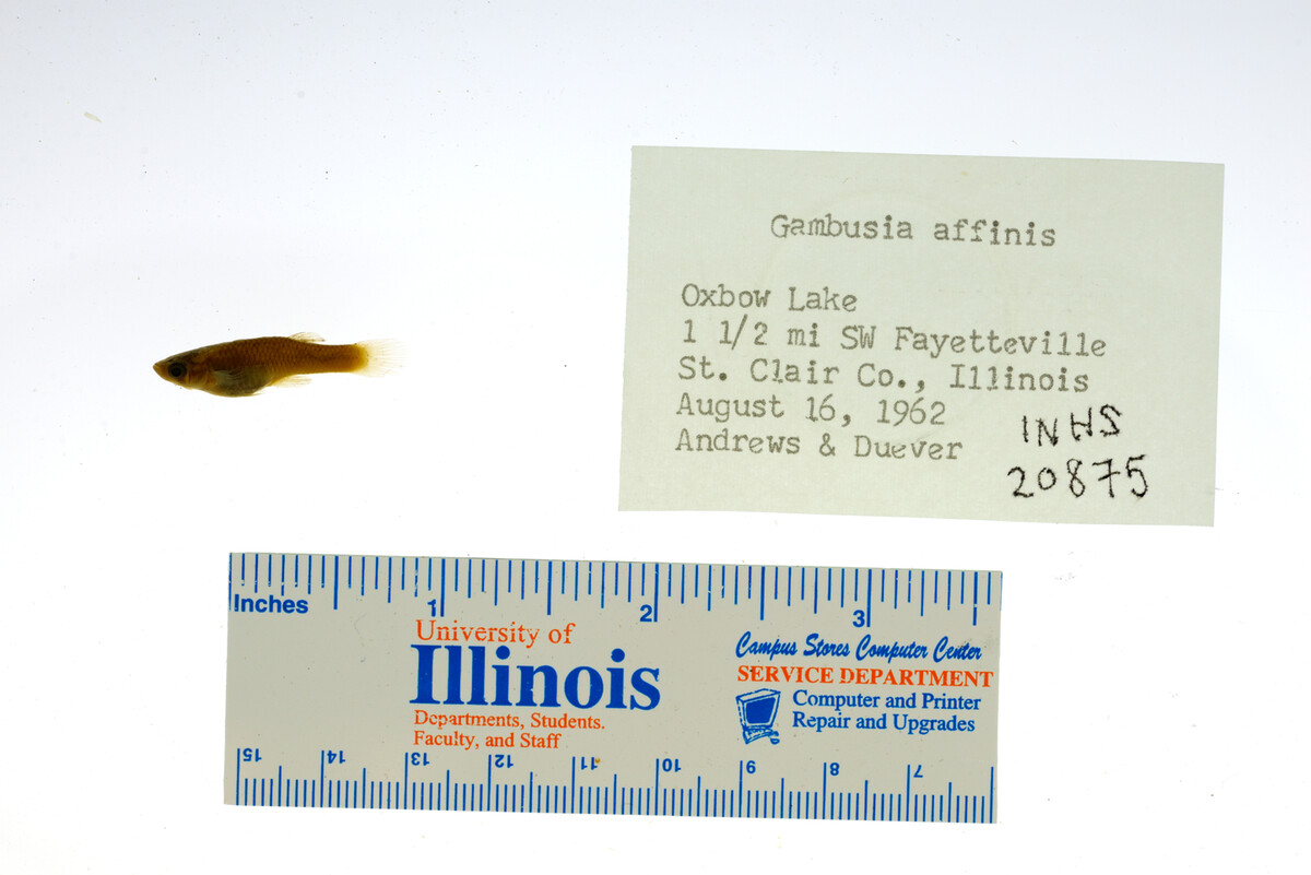 Gambusia affinis image