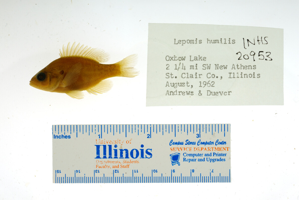 Lepomis image