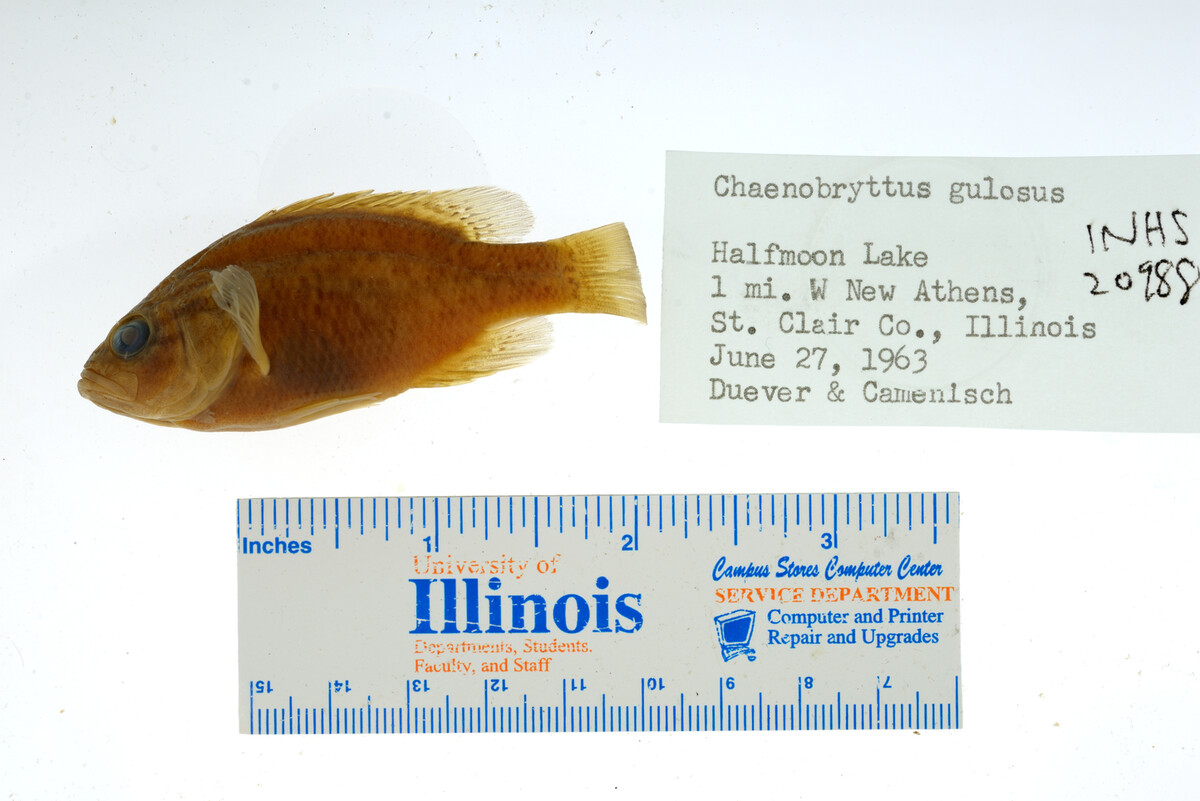 Lepomis gulosus image
