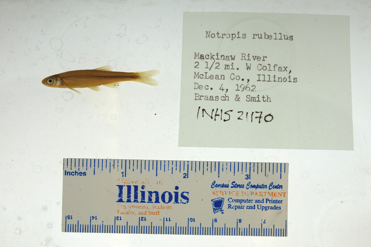 Notropis percobromus image