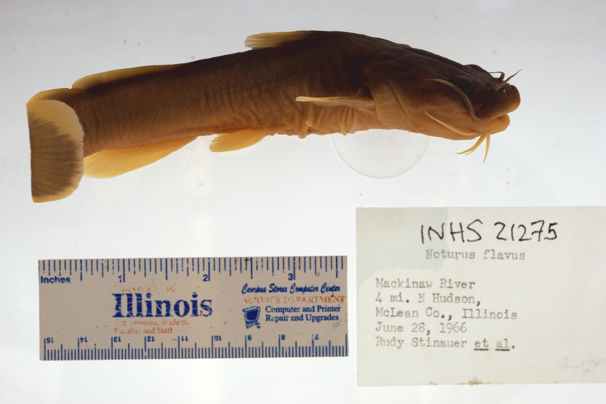 Noturus flavus image