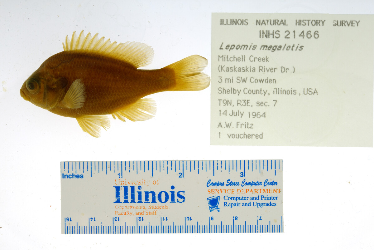 Lepomis megalotis image
