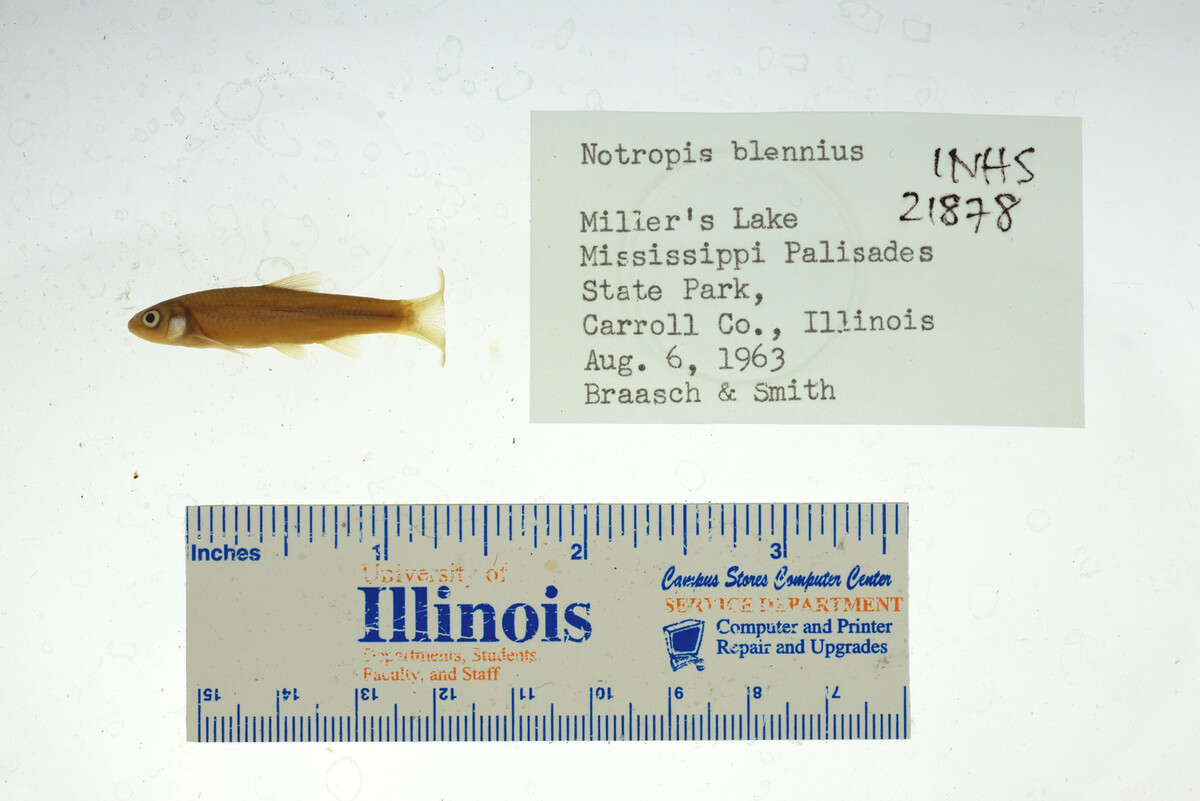 Notropis blennius image