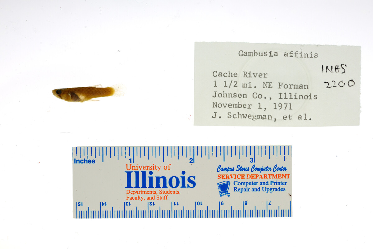 Poeciliidae image