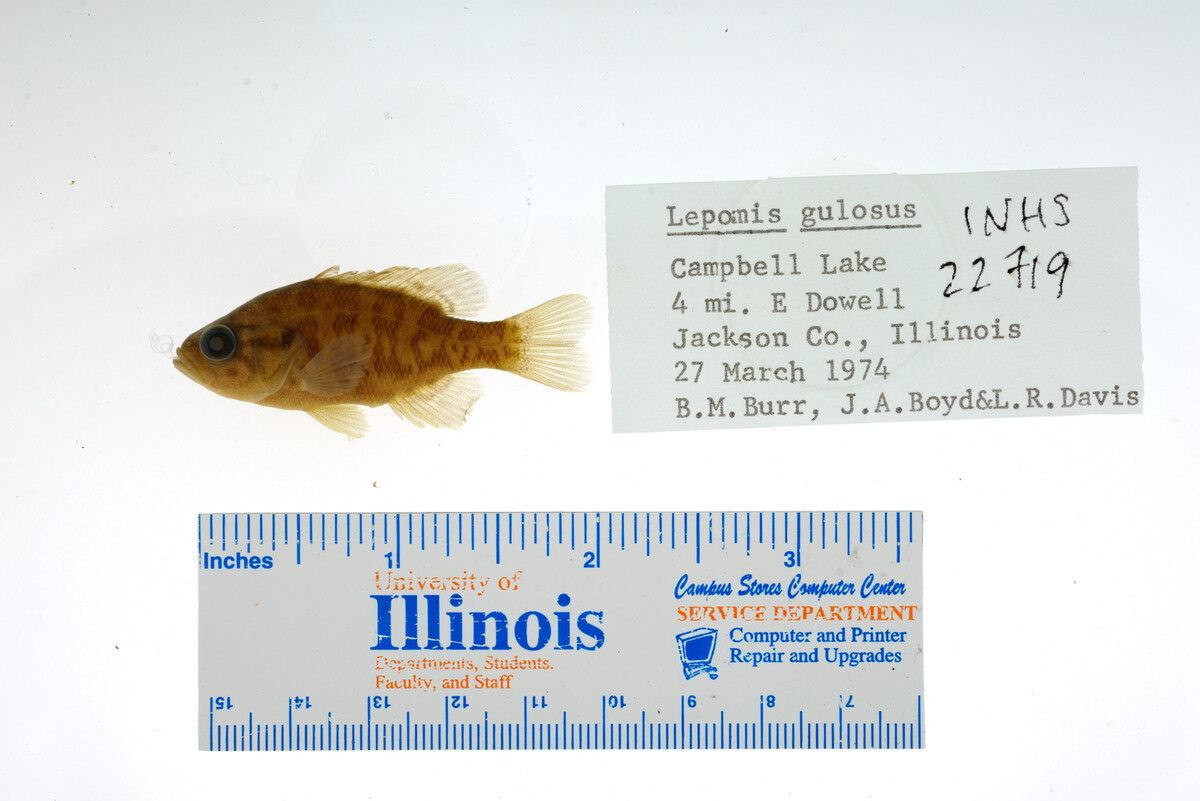 Lepomis gulosus image