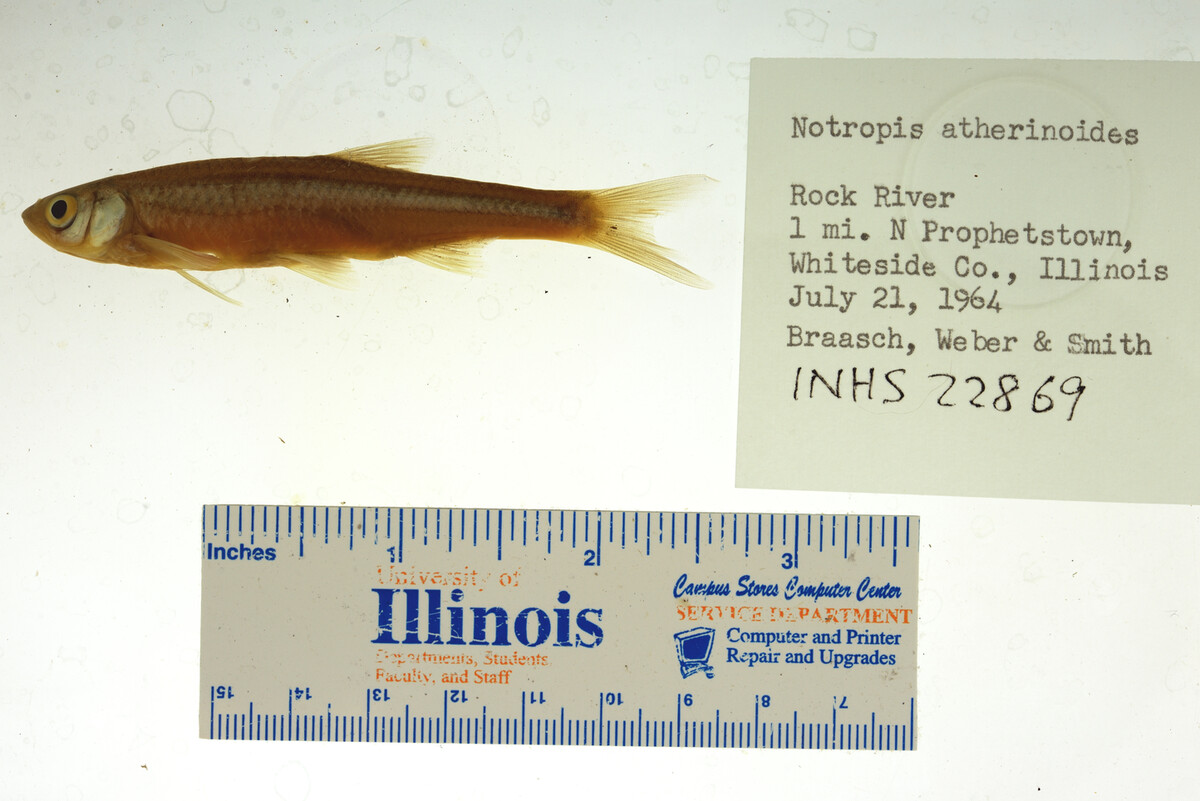 Notropis atherinoides image