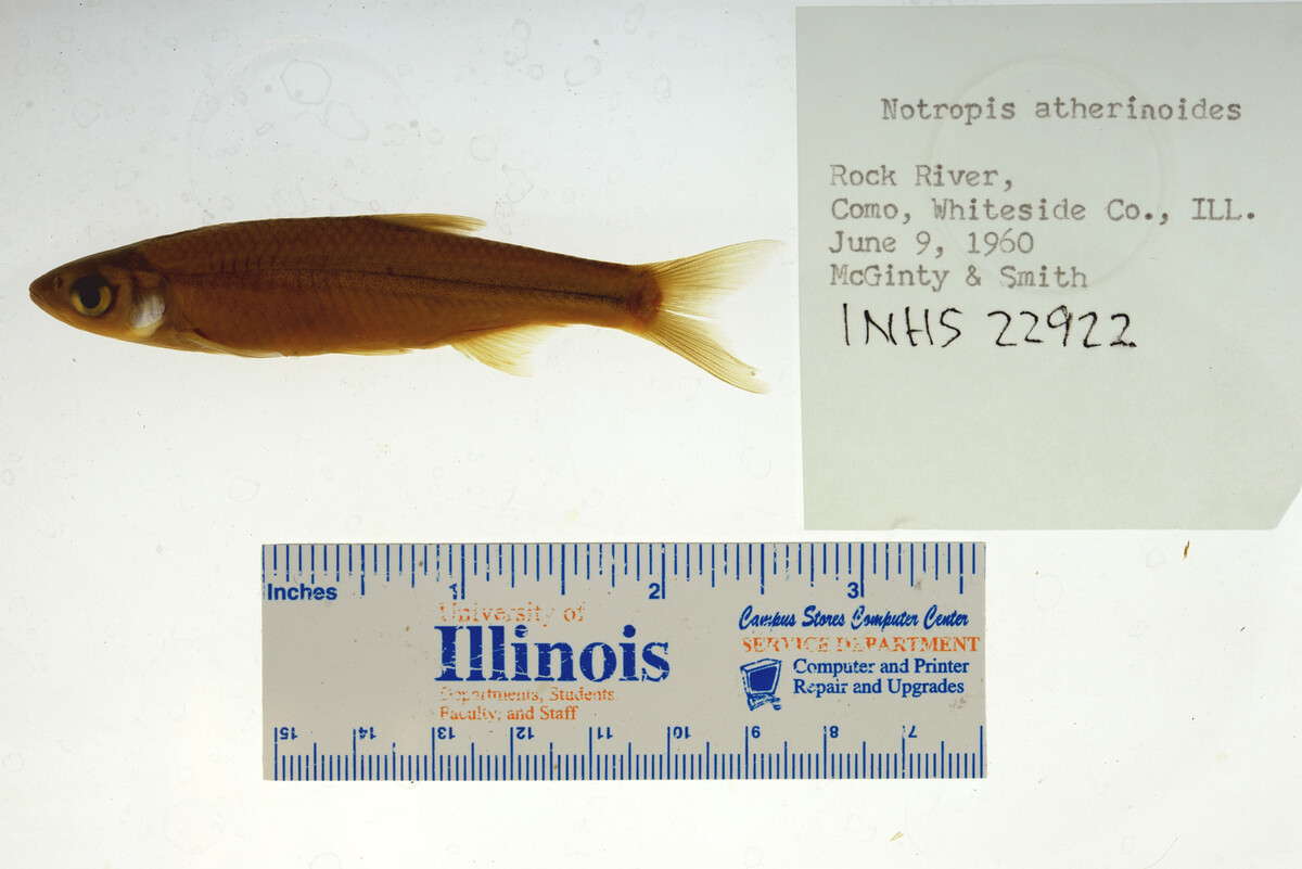 Notropis atherinoides image