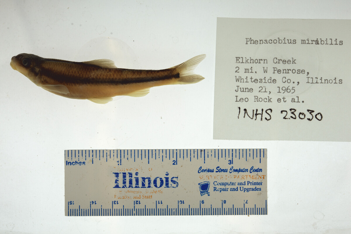 Phenacobius mirabilis image