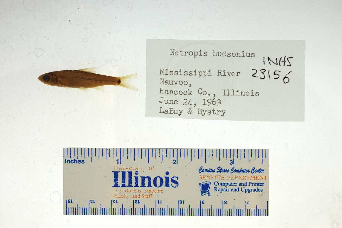 Notropis hudsonius image