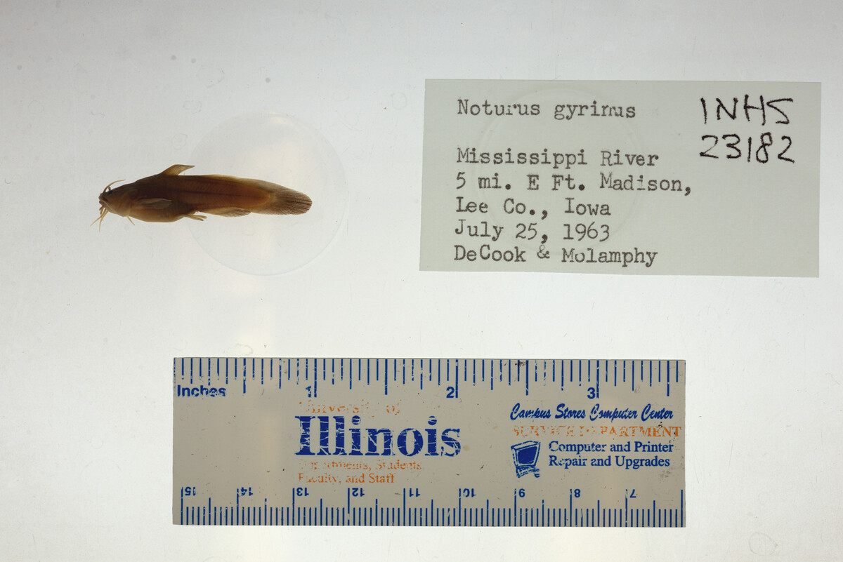 Noturus gyrinus image
