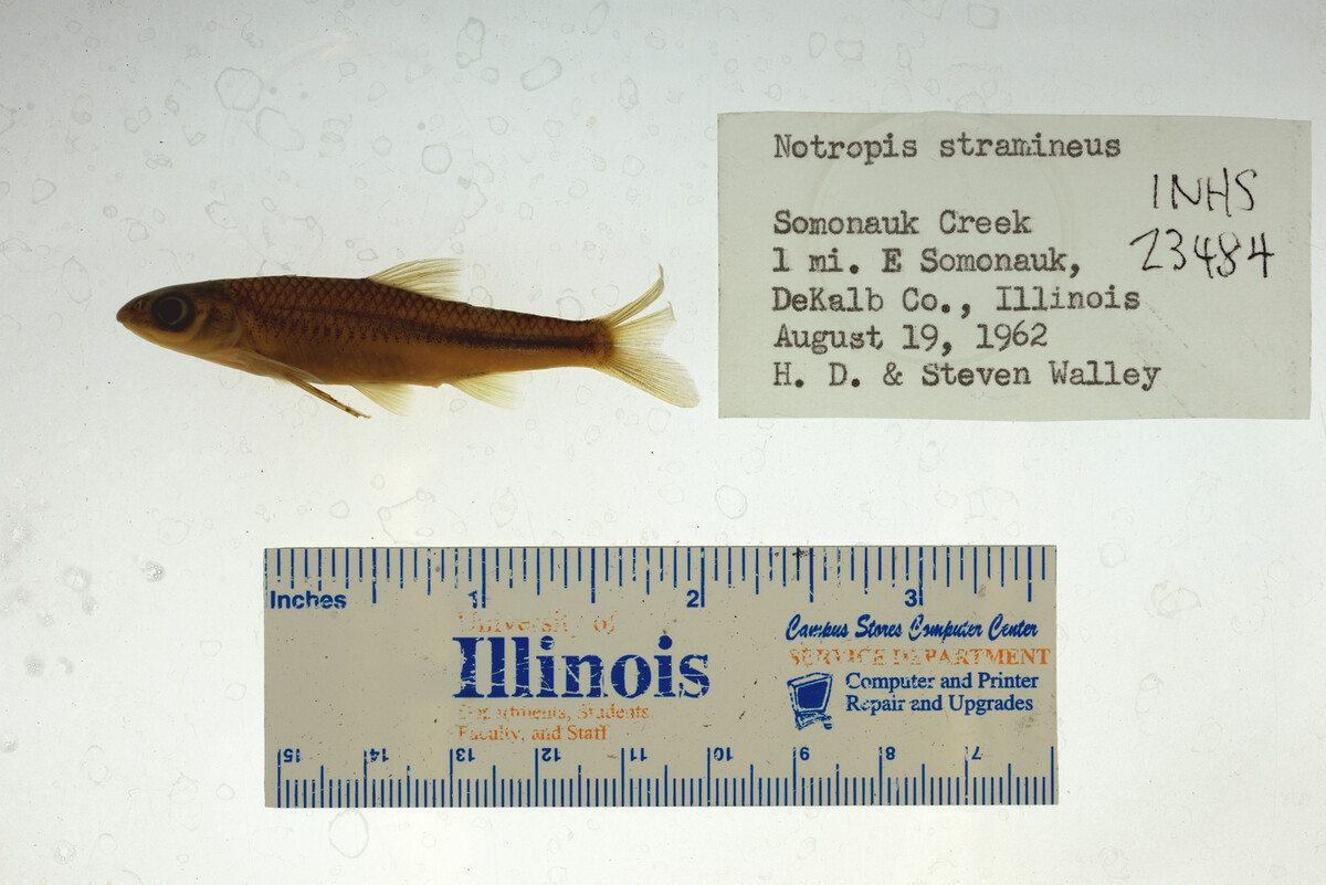 Notropis stramineus image