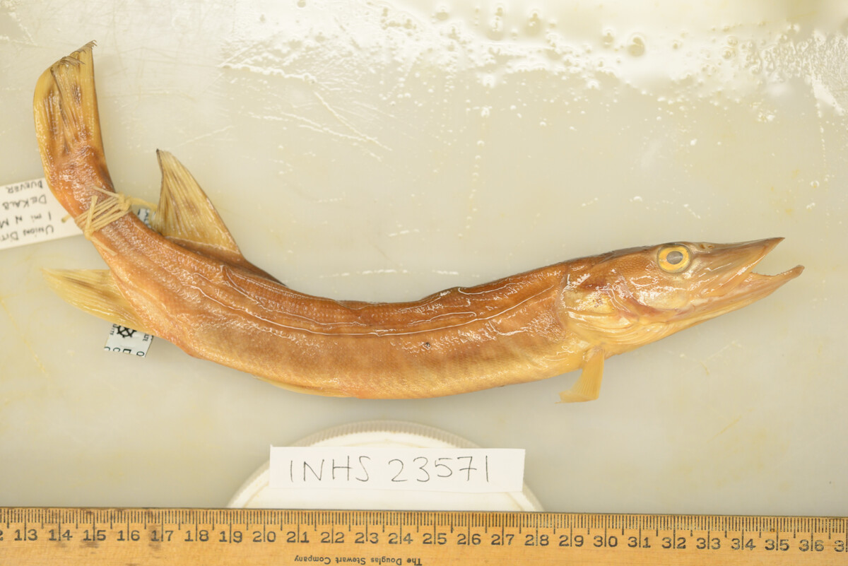 Esox lucius image