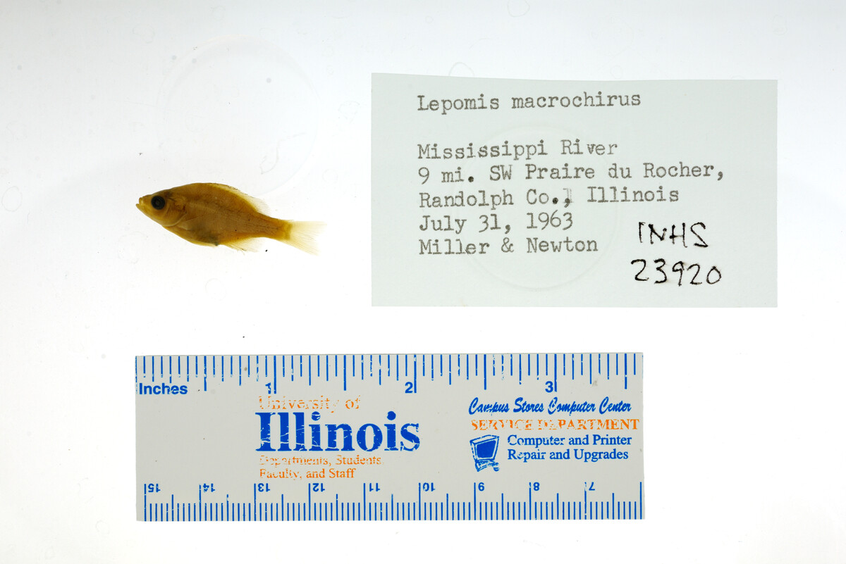 Lepomis macrochirus image