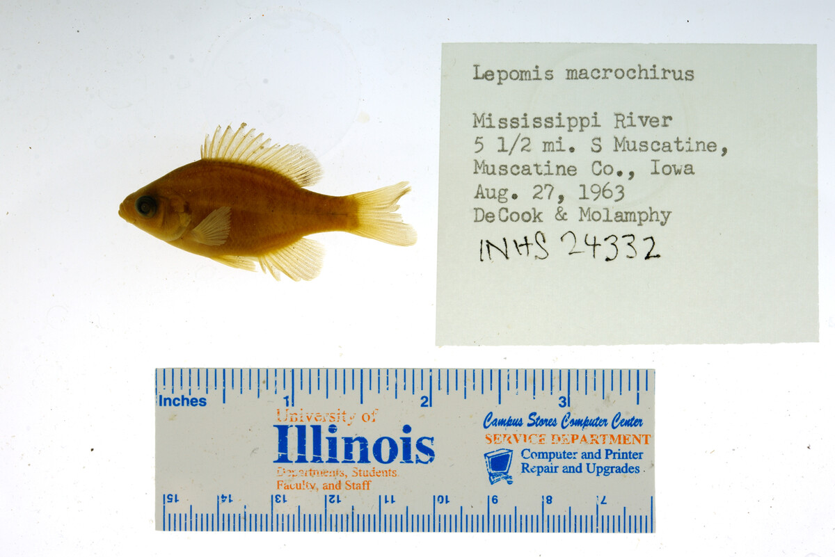 Lepomis macrochirus image