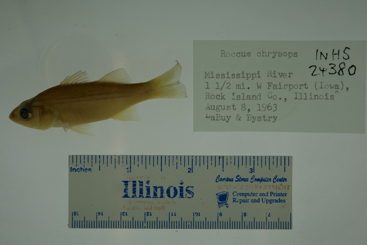 Morone chrysops image