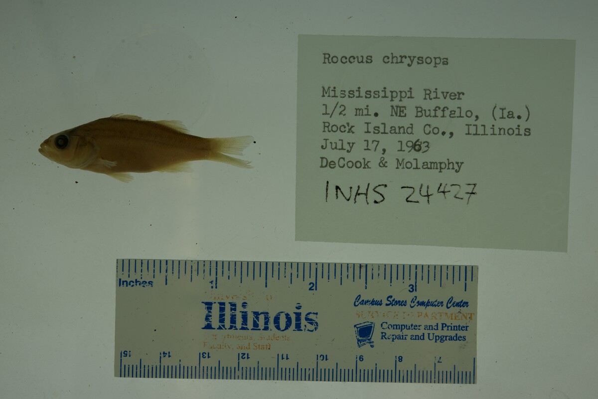 Morone chrysops image