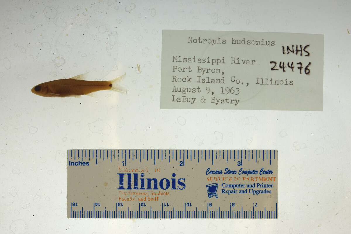 Notropis hudsonius image