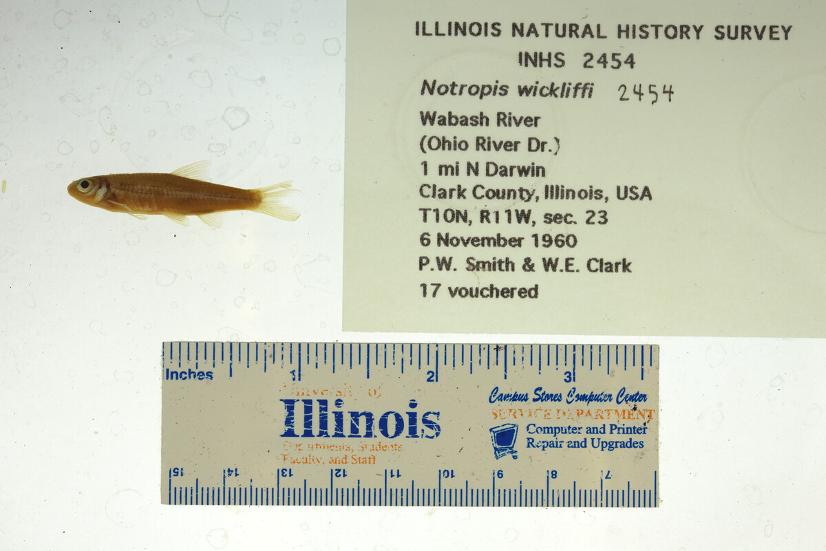 Notropis wickliffi image