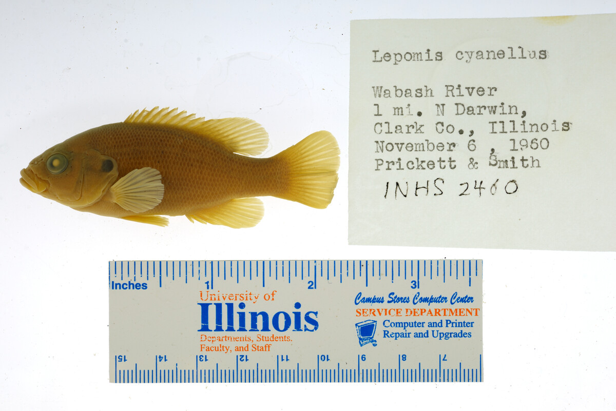 Lepomis image