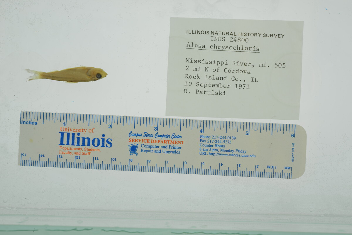 Clupeidae image