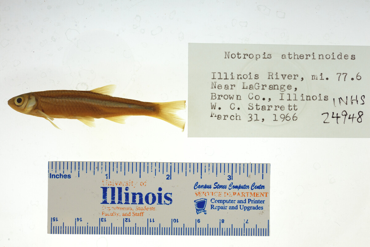 Notropis atherinoides image