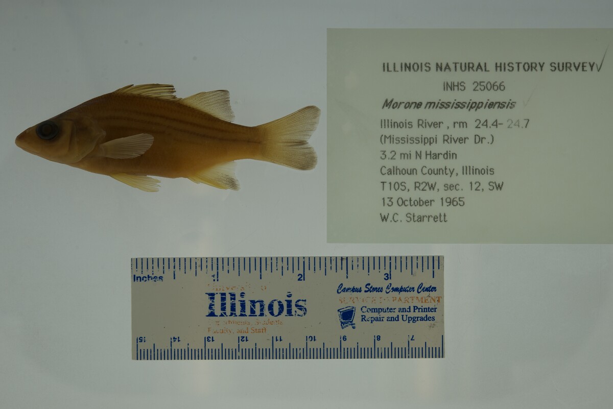 Morone mississippiensis image