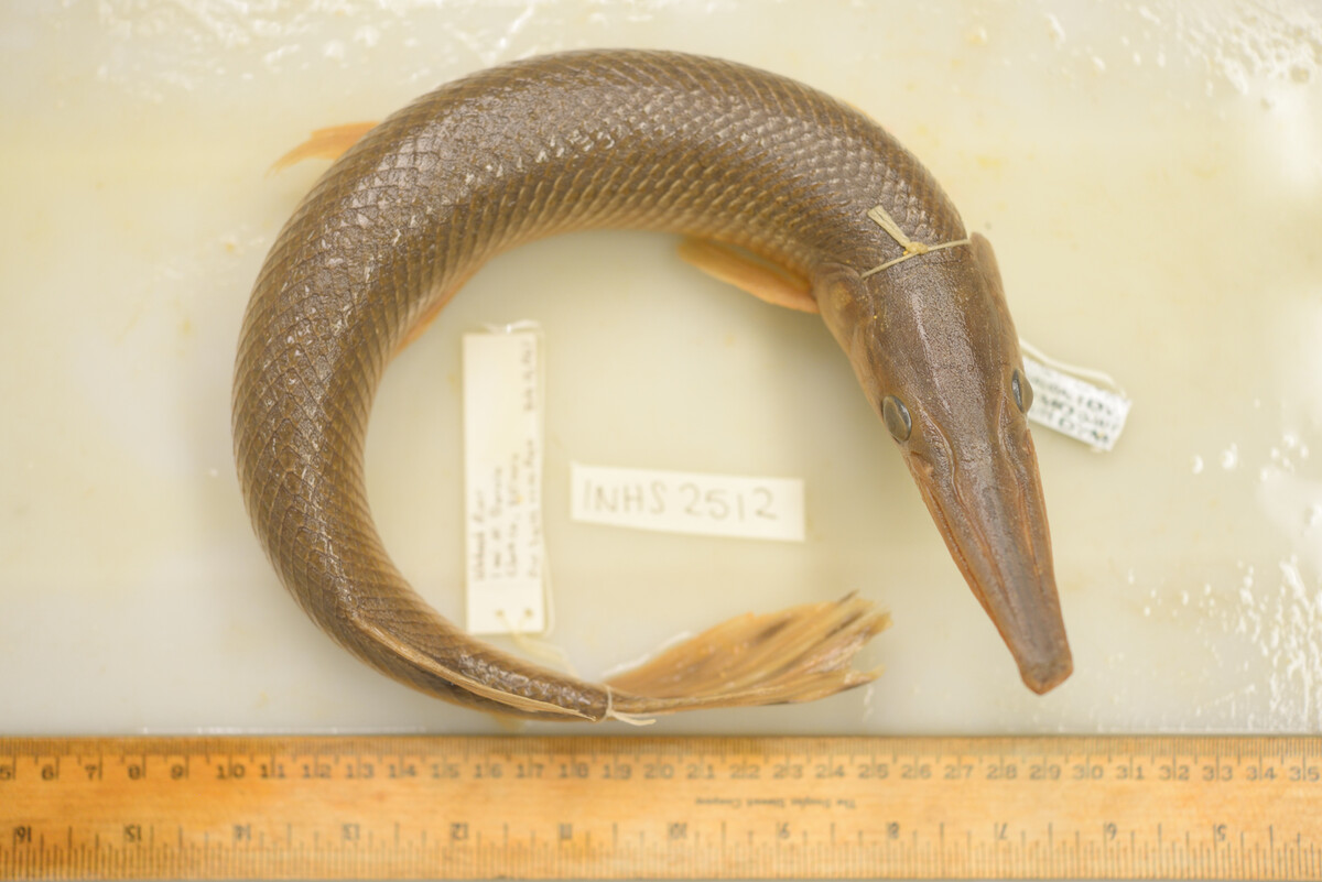 Lepisosteus platostomus image