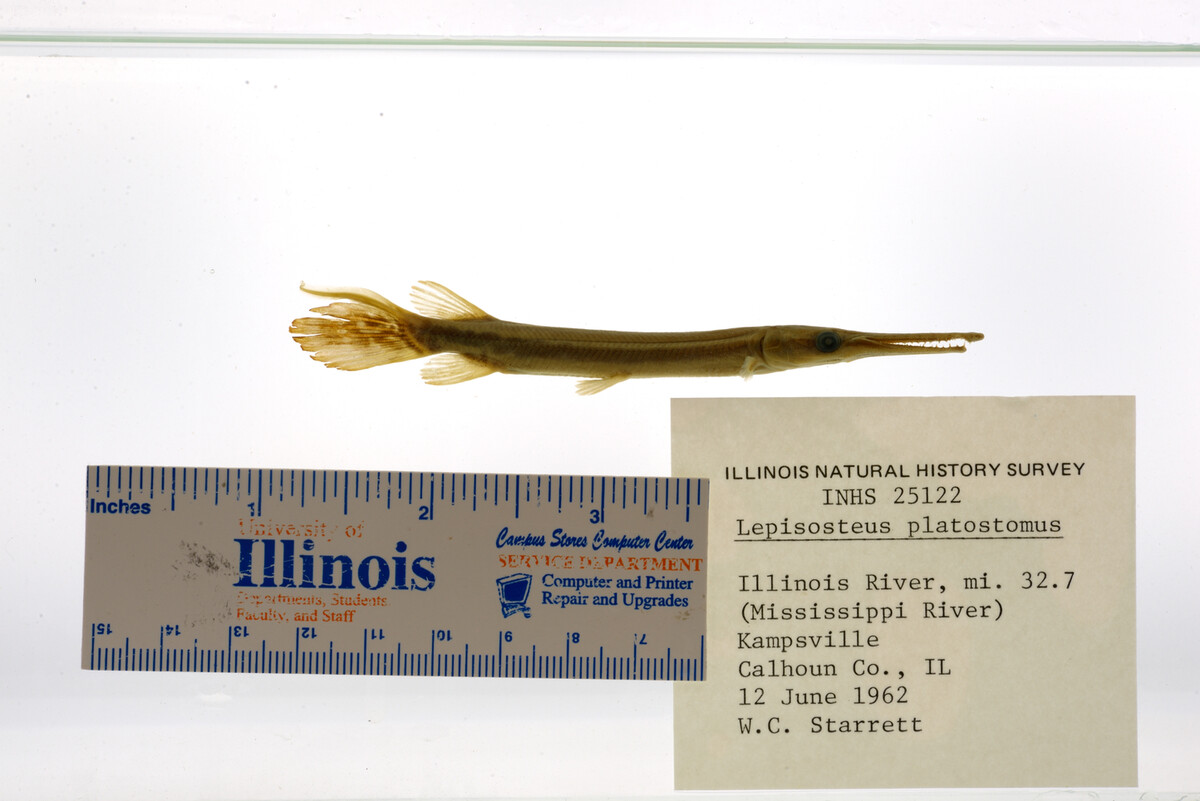 Lepisosteidae image