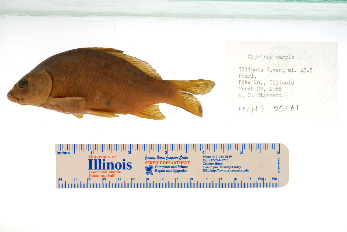 Cyprinus carpio image
