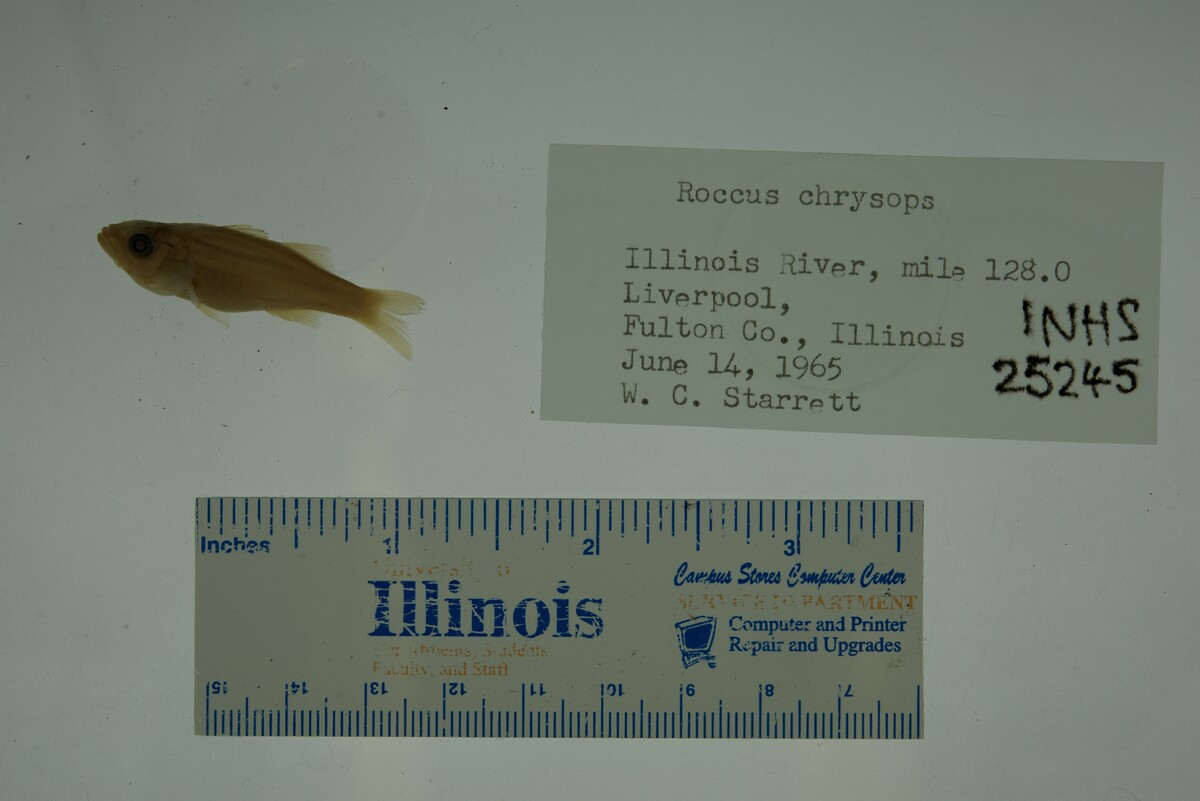Morone chrysops image