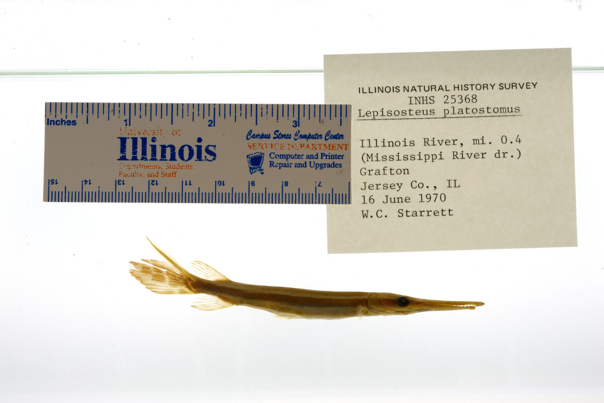 Lepisosteus platostomus image