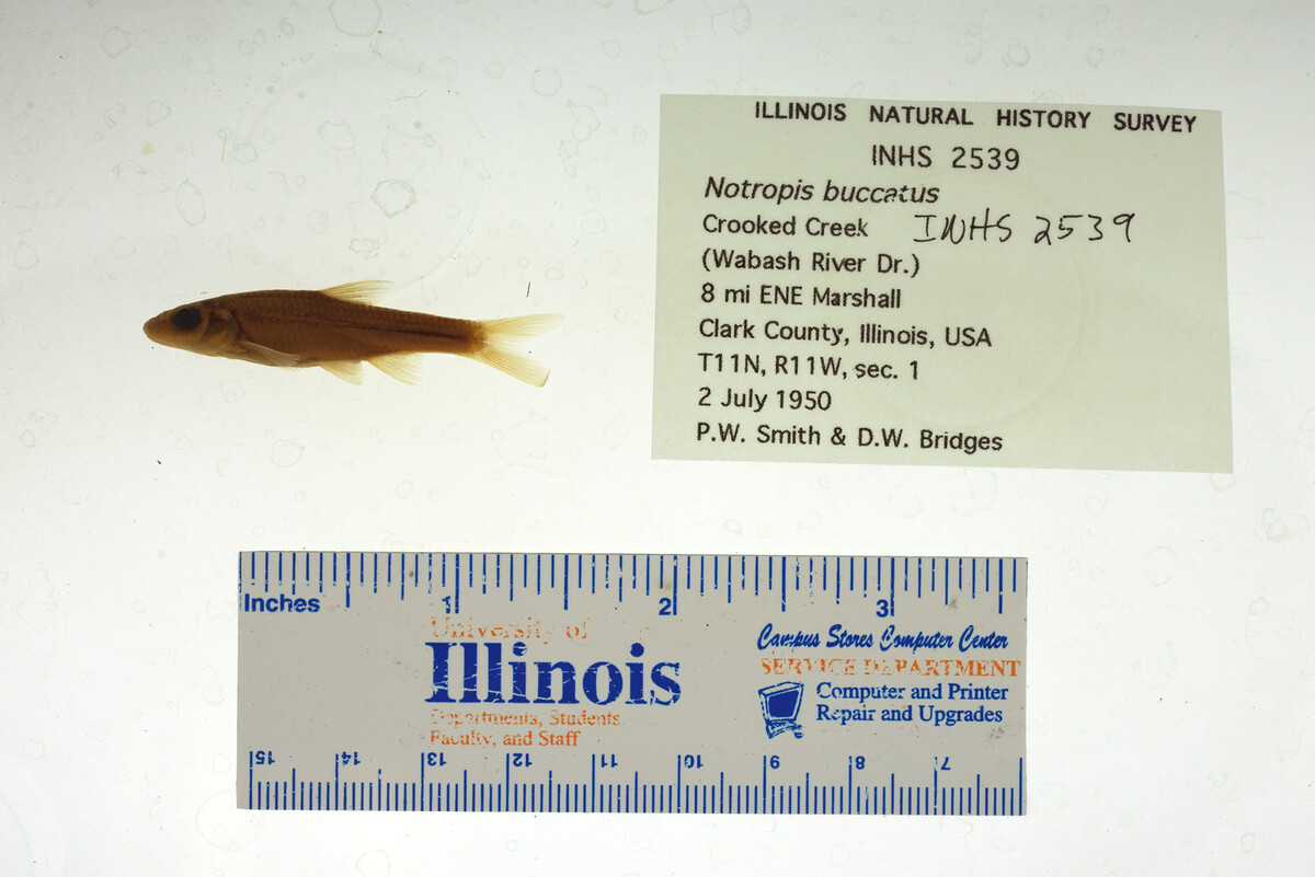 Notropis buccatus image