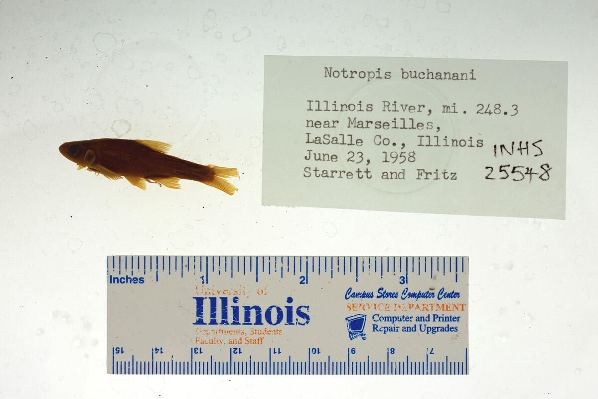 Notropis buchanani image