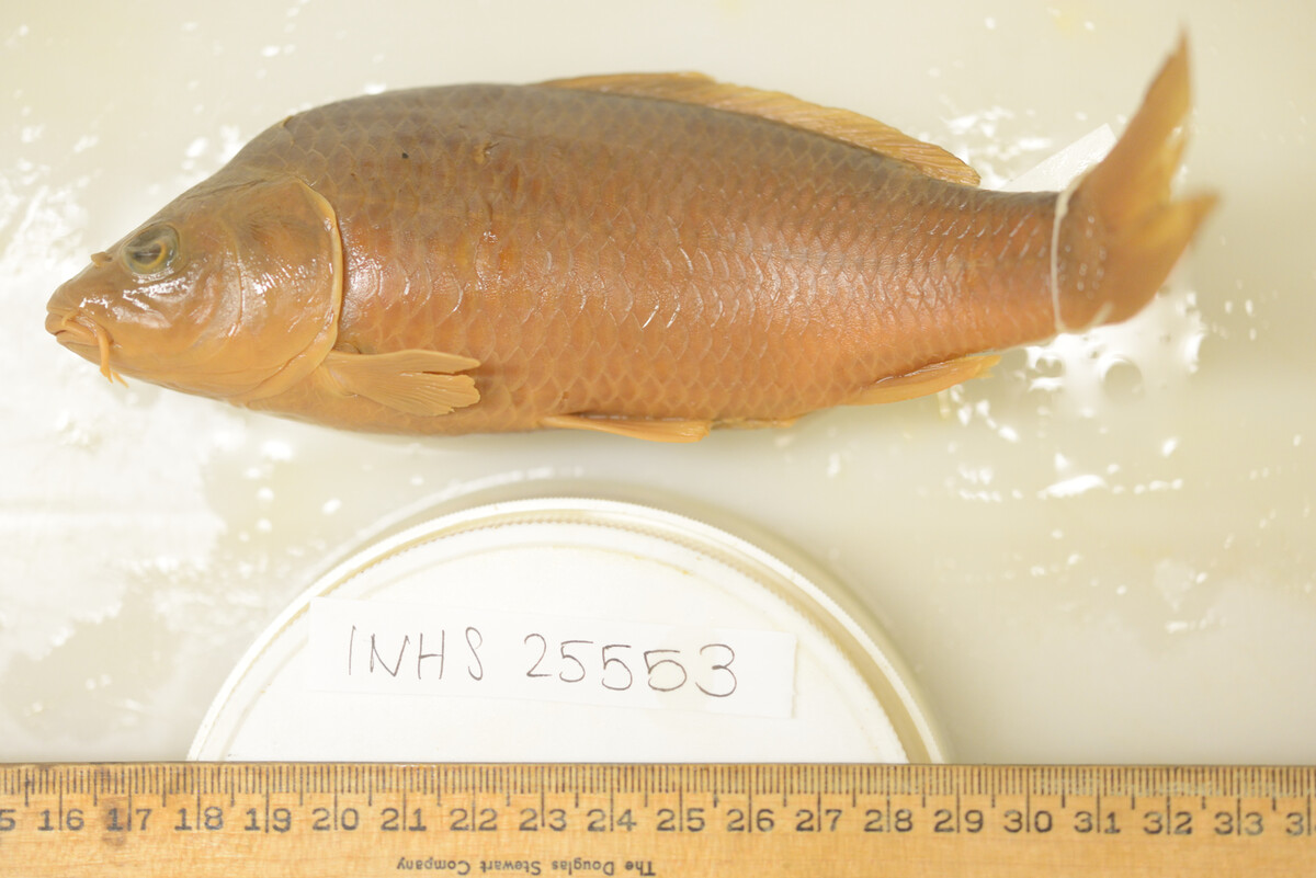 Cyprinus image