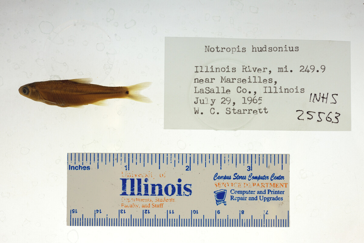 Notropis hudsonius image