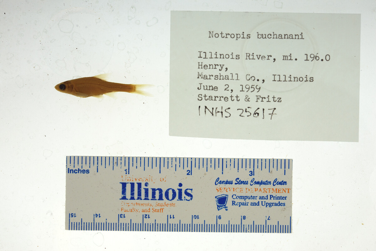 Notropis buchanani image