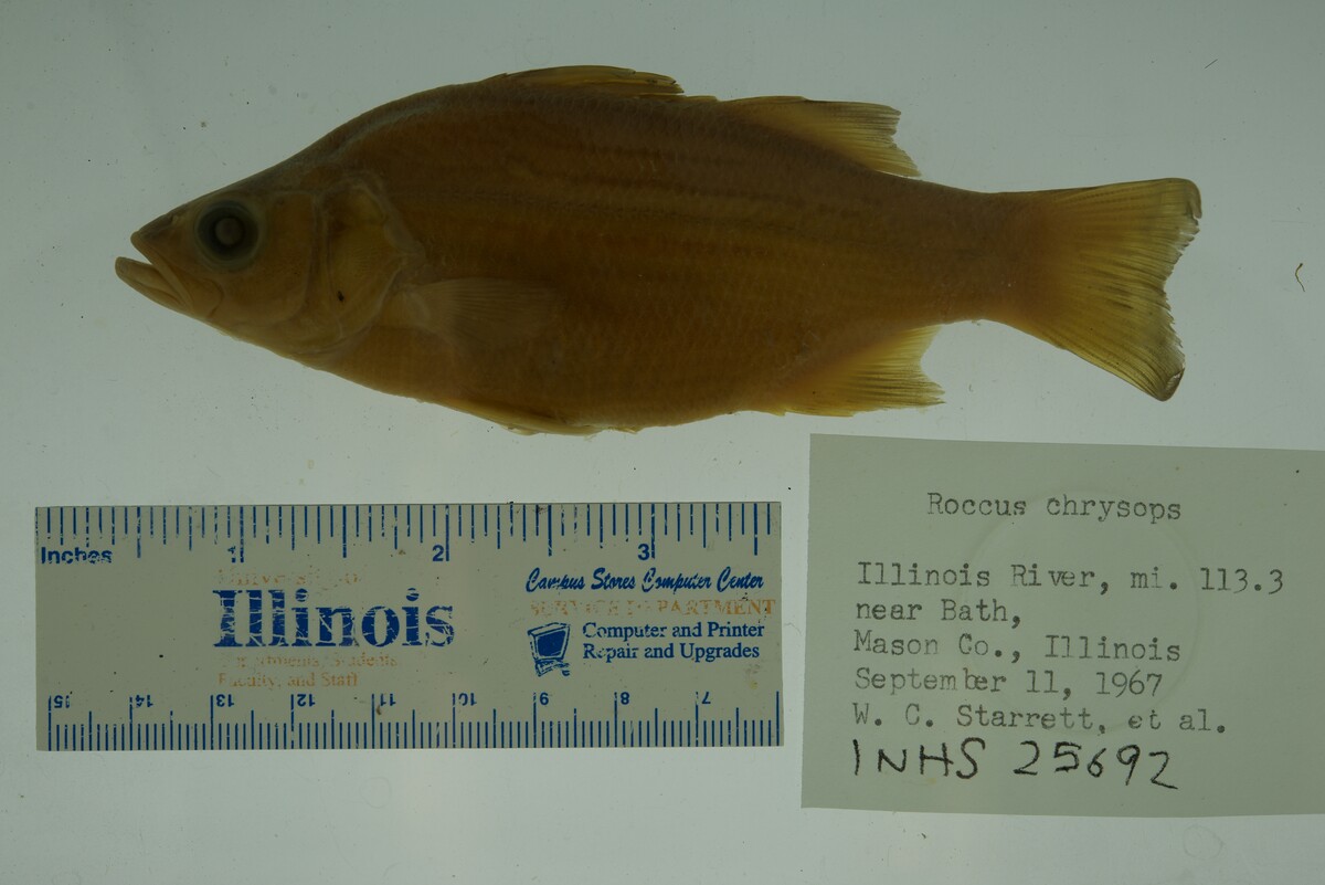 Morone chrysops image