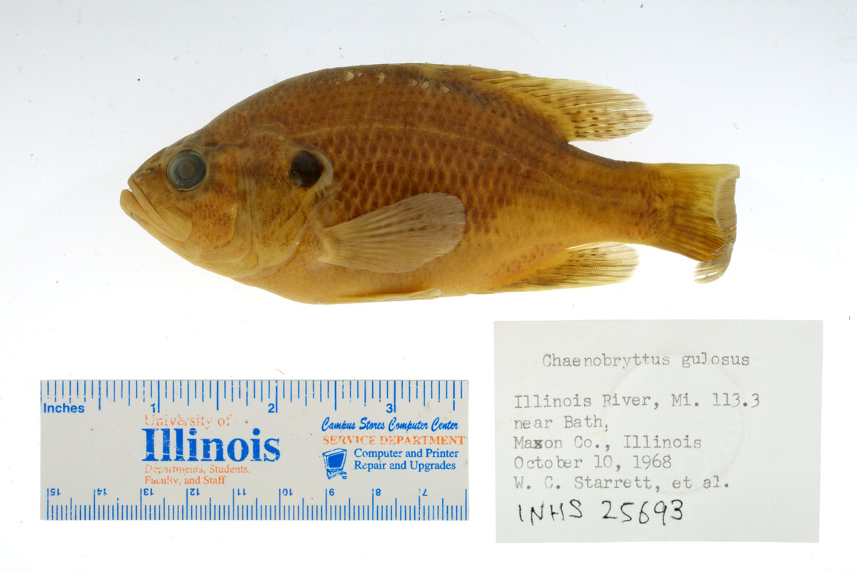 Lepomis gulosus image